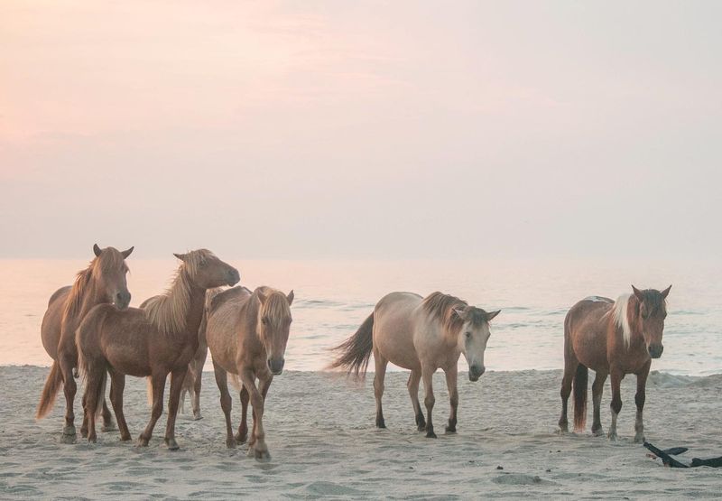 Assateague Island National Seashore, Maryland