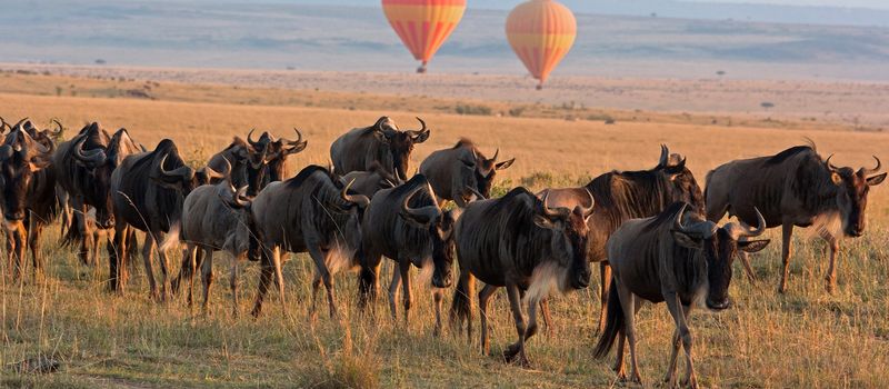 Serengeti, Tanzania: The Great Migration