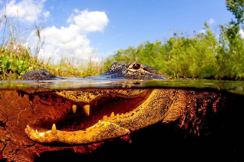 Alligator Watching in the Everglades