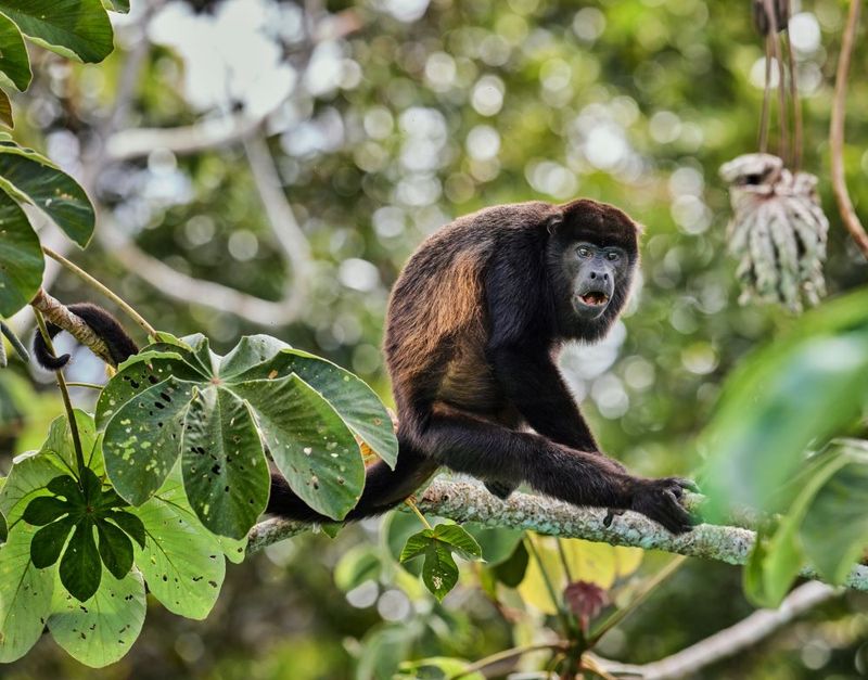 Costa Rica's Natural Harmony