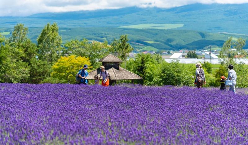 Japan's Hokkaido Lavender Fields