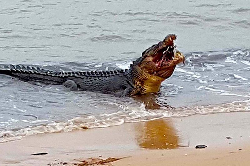 Cape Tribulation, Australia: Where Two Deadly Ecosystems Meet