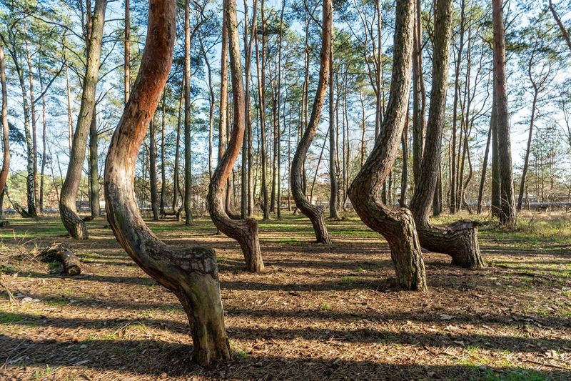 Crooked Forest, Poland