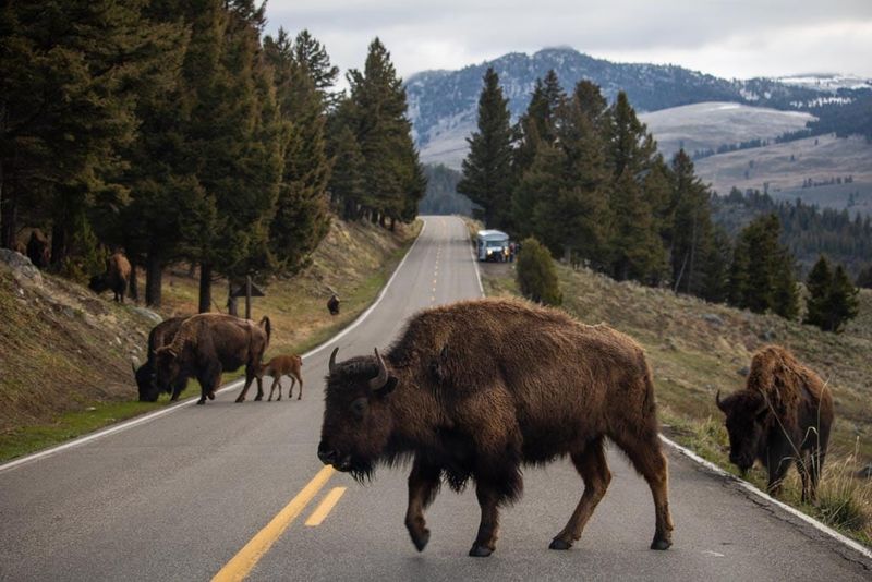 Idaho, Yellowstone National Park