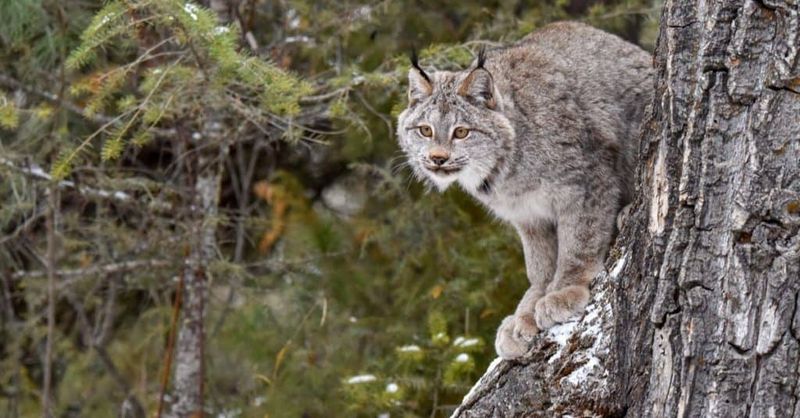 Idaho – Frank Church—River of No Return Wilderness