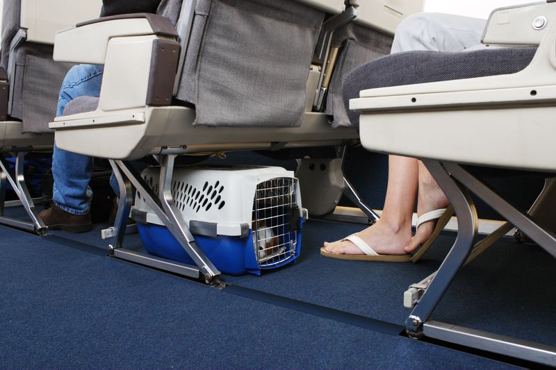 Pet Travel Costs And Hidden Fees