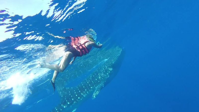 Swimming with Whale Sharks in Mexico