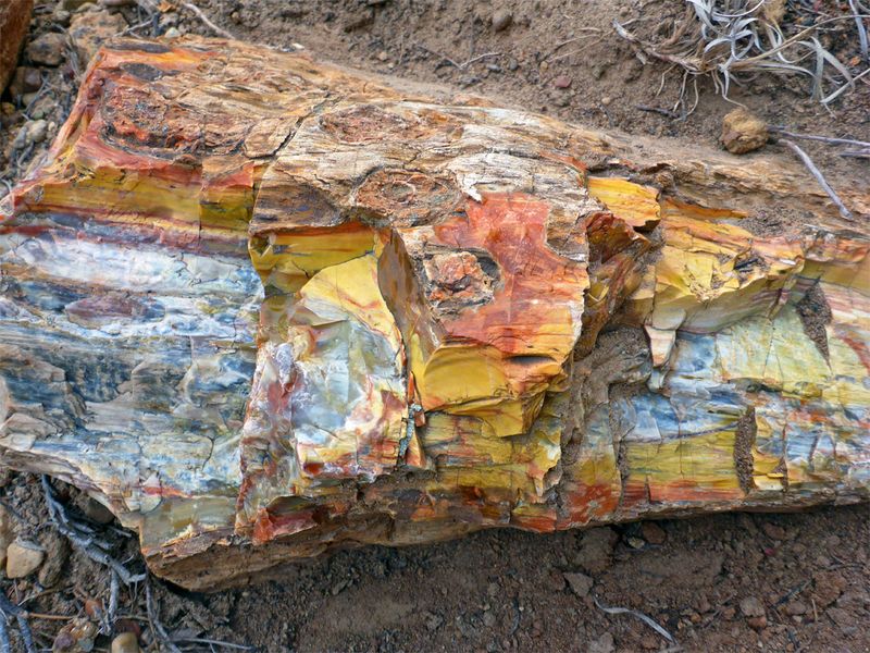 Escalante Petrified Forest State Park