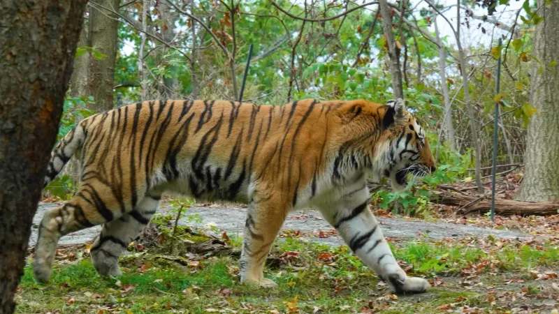 Bronx Zoo – New York, New York