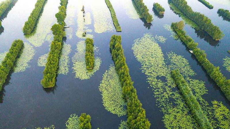 Go Birdwatching Or Spot Wildlife In The Surrounding Wetlands
