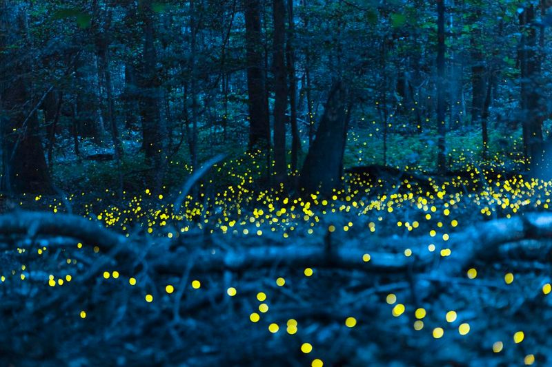 Witness One Of The Most Spectacular Firefly Displays In The U.S.
