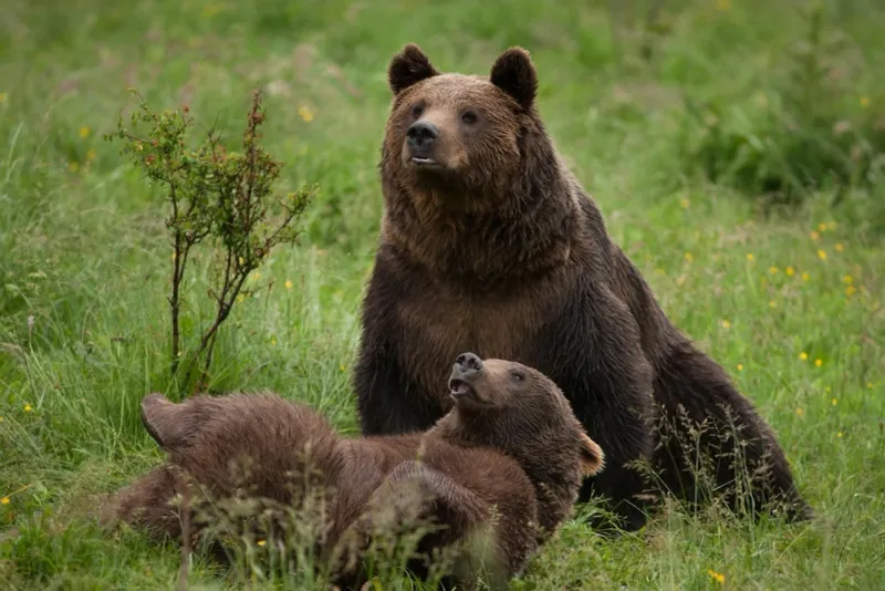 Discover Bear Sanctuaries And Wildlife Rescues