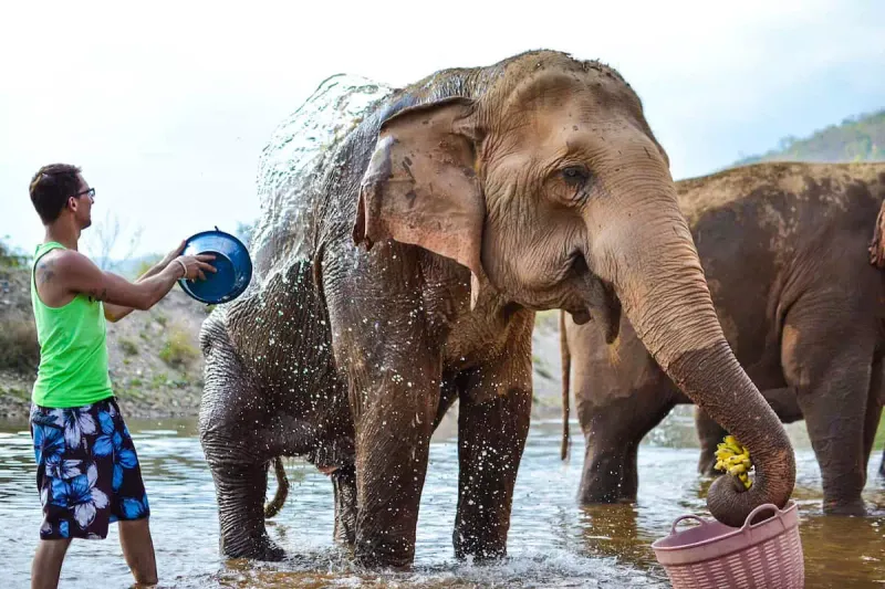 Volunteer at an Elephant Sanctuary in Thailand