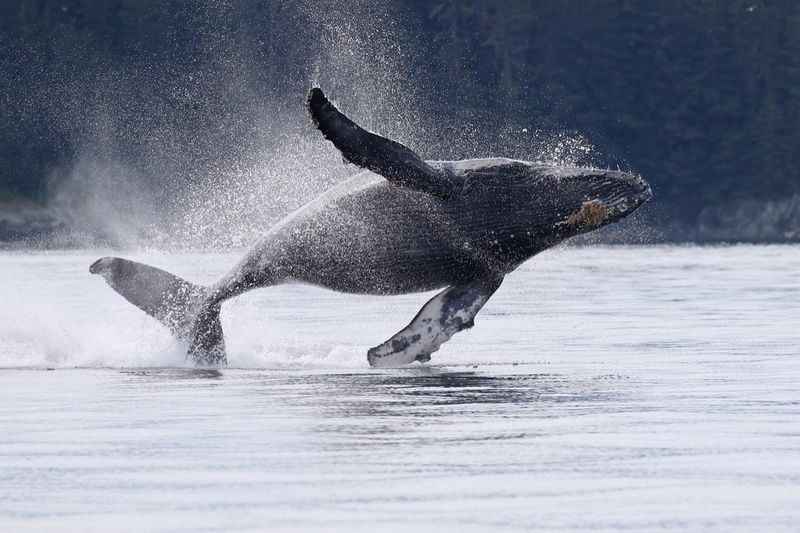 Whale watching in Juneau