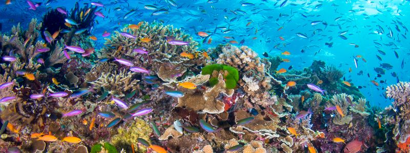 Snorkeling the Great Barrier Reef