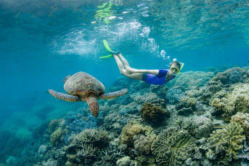 Snorkeling the Great Barrier Reef