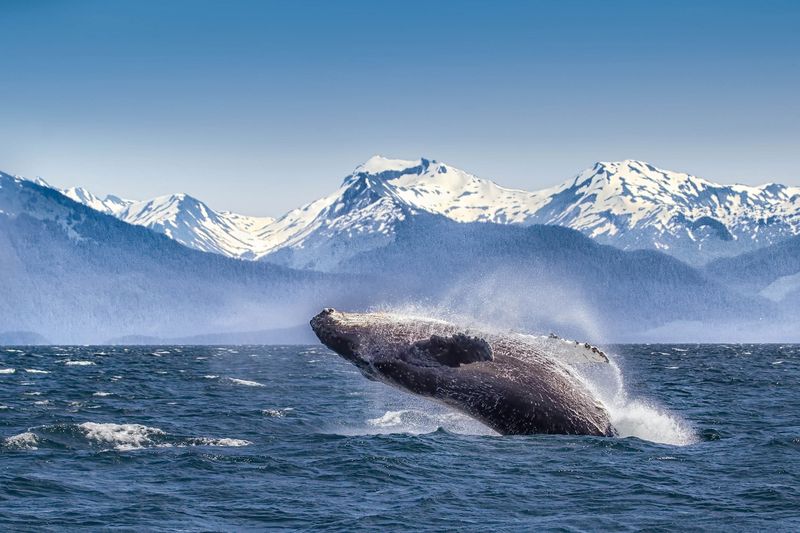 Watching Whales in Alaska