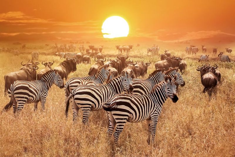 Safari in the Serengeti