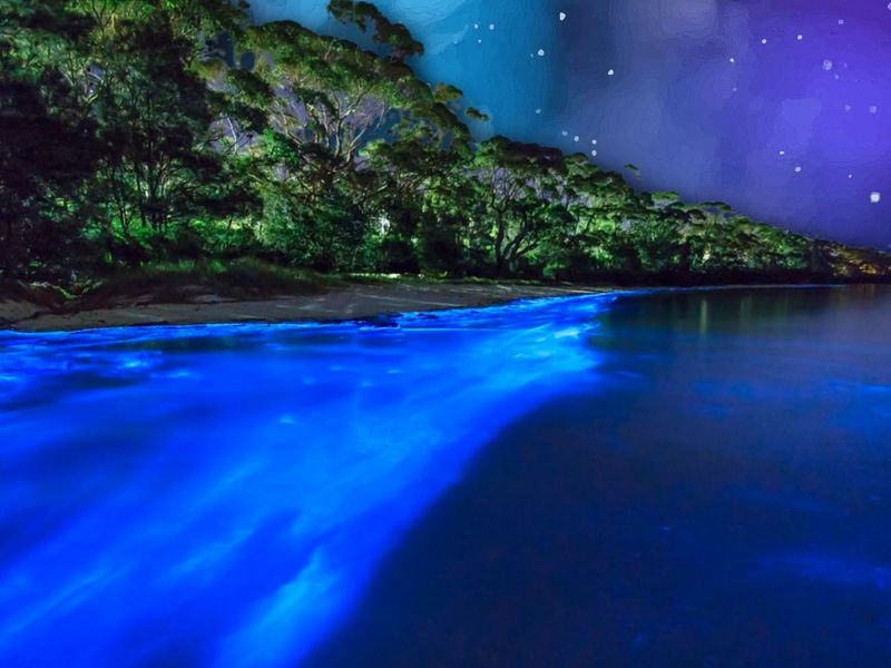 Bioluminescent Bay, Puerto Rico