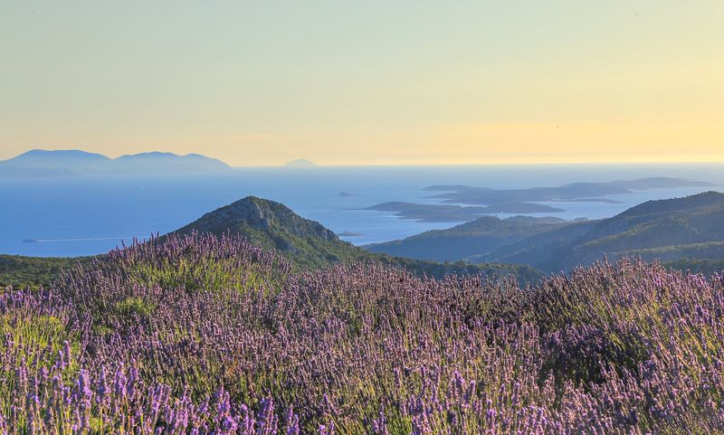 Lavender fields near Velo Grablje