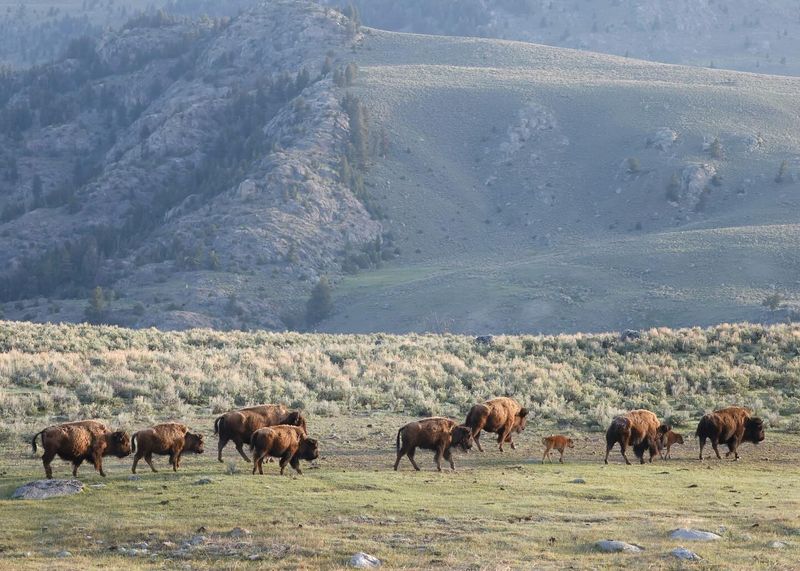 Yellowstone's Wild Heart Never Gets Old