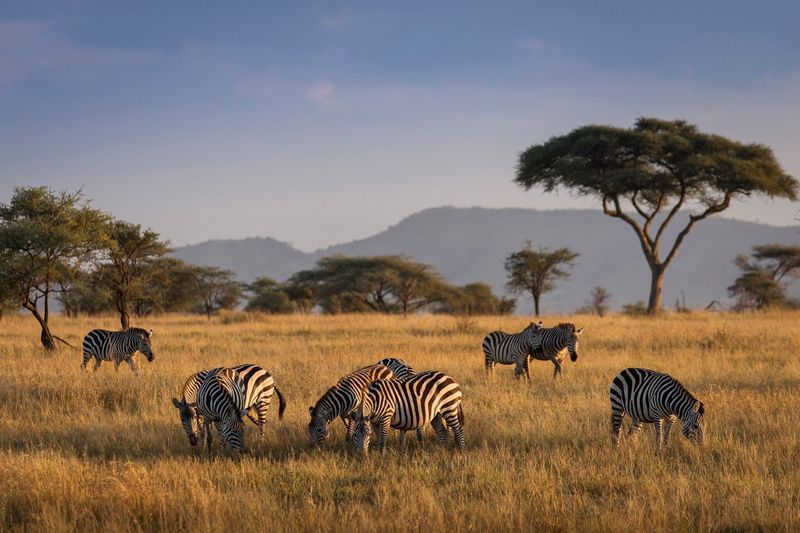Serengeti National Park, Tanzania