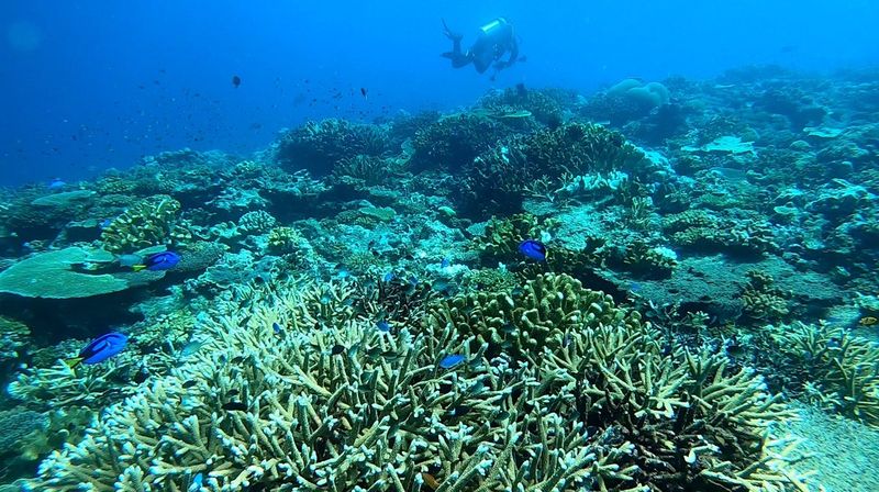 Raja Ampat's Underwater Kingdom