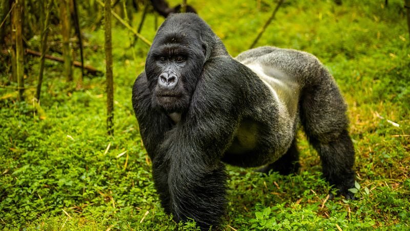 Rwanda's Gorilla Safaris