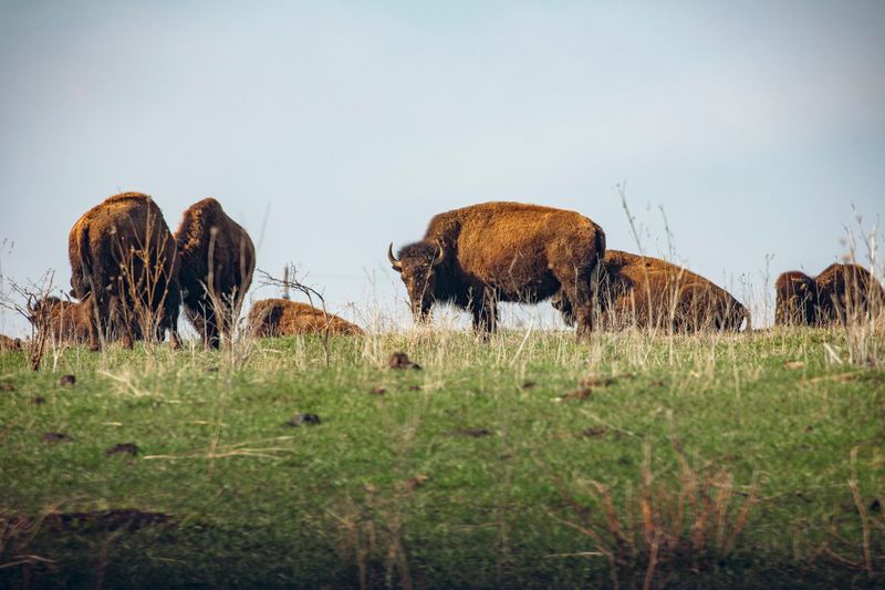 Iowa, Neal Smith National Wildlife Refuge