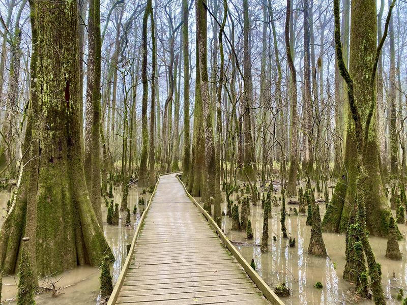 Congaree's Mosquito-Filled Swamp Made One Visit Plenty