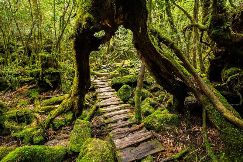 Yakushima Island, Japan