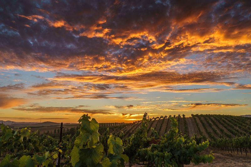 Wine Country Escape in Sonoma