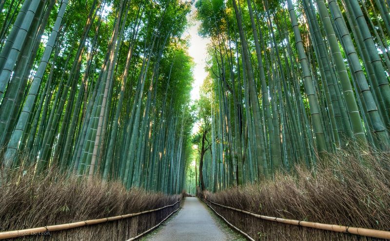Kyoto, Japan: Where Ancient Traditions Meet Modern Marvels