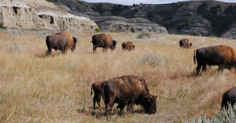 North Dakota: Beautiful But Brief