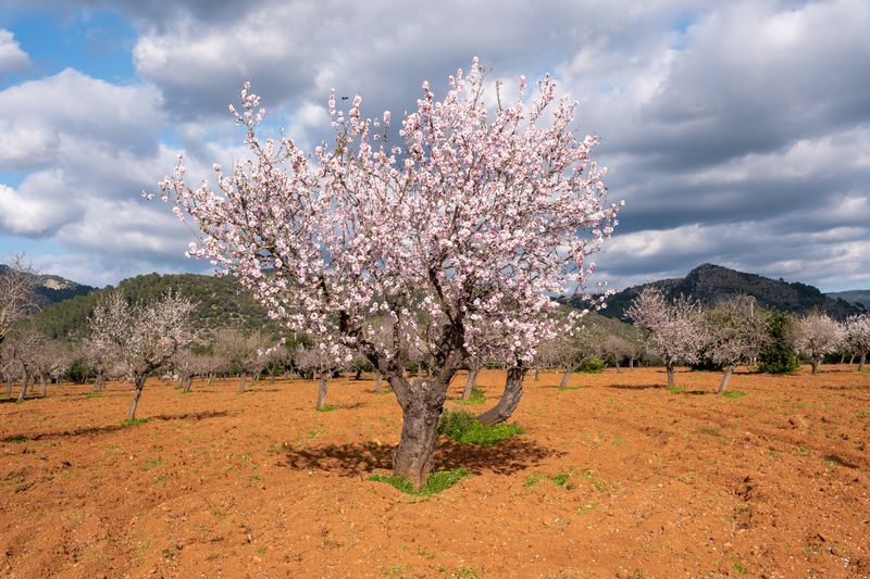 February: Almond Blossom Magic