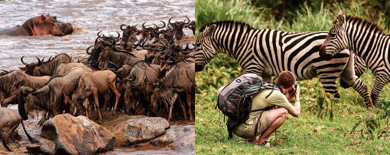 Tanzania's Serengeti Migration