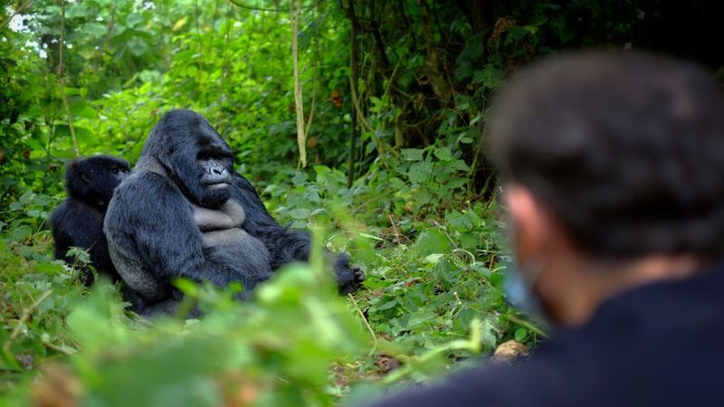 Private Gorilla Trekking In Rwanda