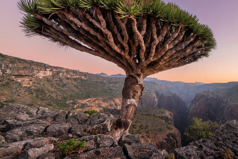 Socotra Island, Yemen