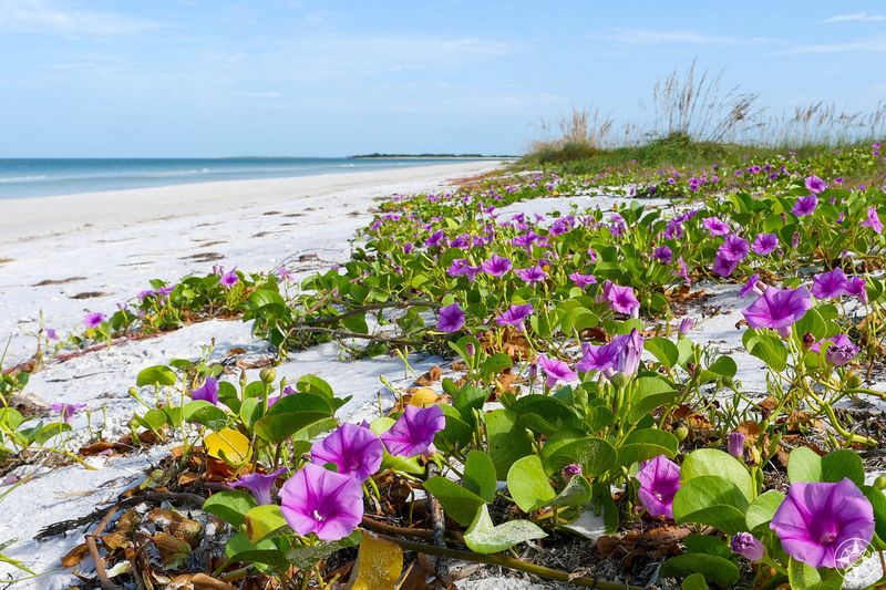 Honeymoon Island