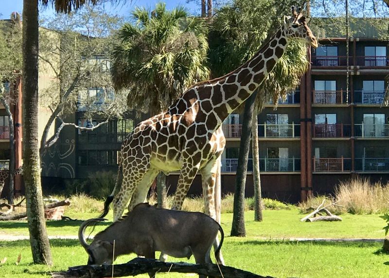 Visit The Animal Viewing Areas At Animal Kingdom Lodge