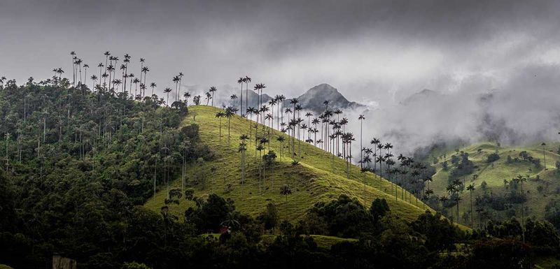 Valle de Cocora, Colombia