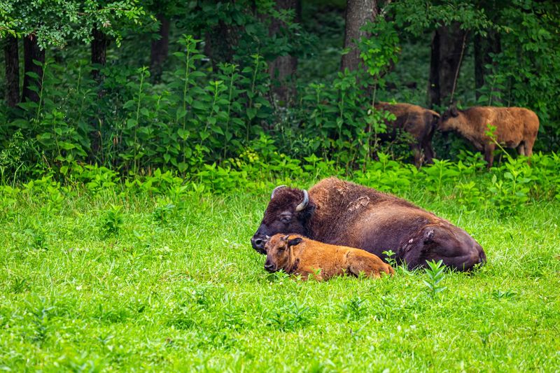 Kentucky, Land Between the Lakes National Recreation Area