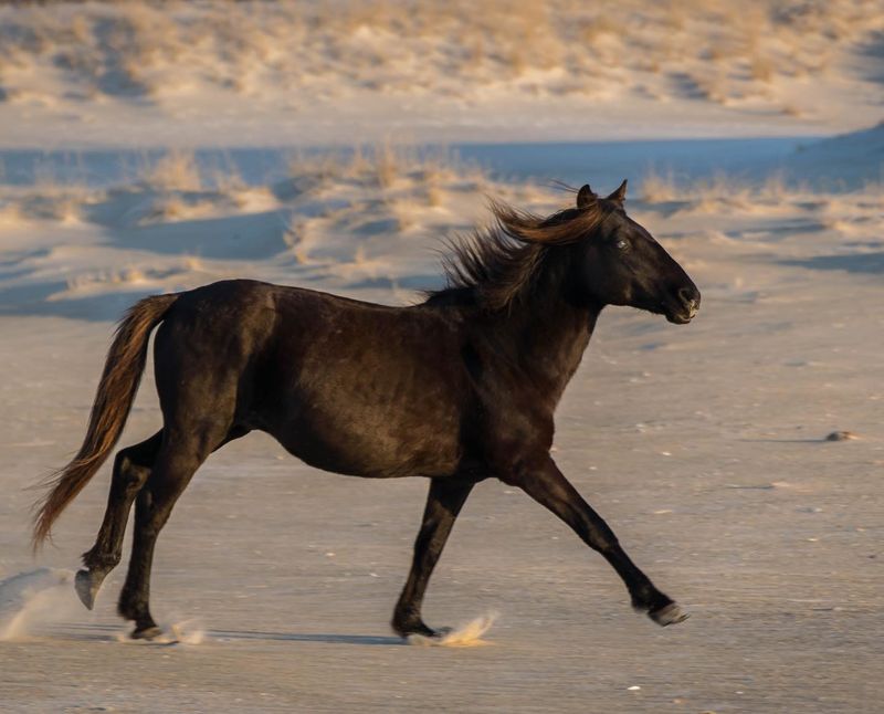 Assateague Island, Maryland/Virginia
