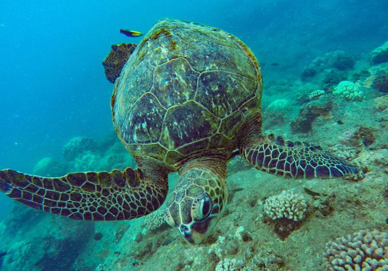 Snorkel at Tunnels Beach