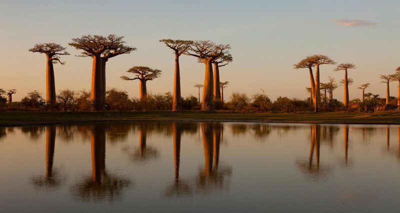 Exploring The Wildlife Of Madagascar