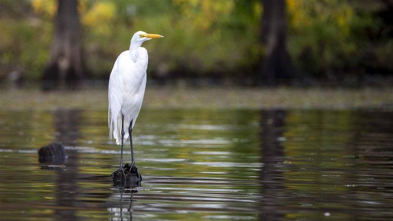 Louisiana, Atchafalaya Basin