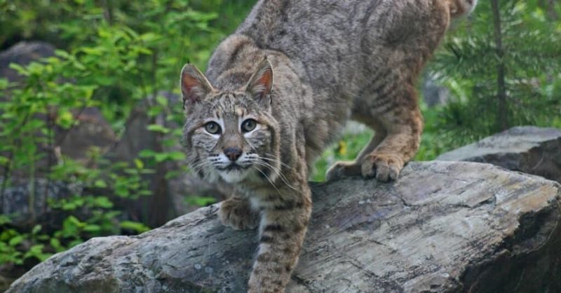 Louisiana – Kisatchie National Forest