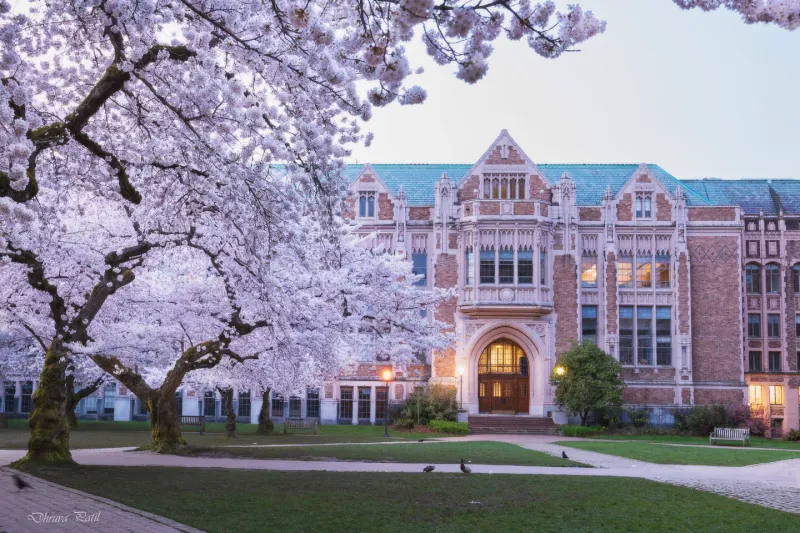 The University of Washington's Cherry Blossom Magic
