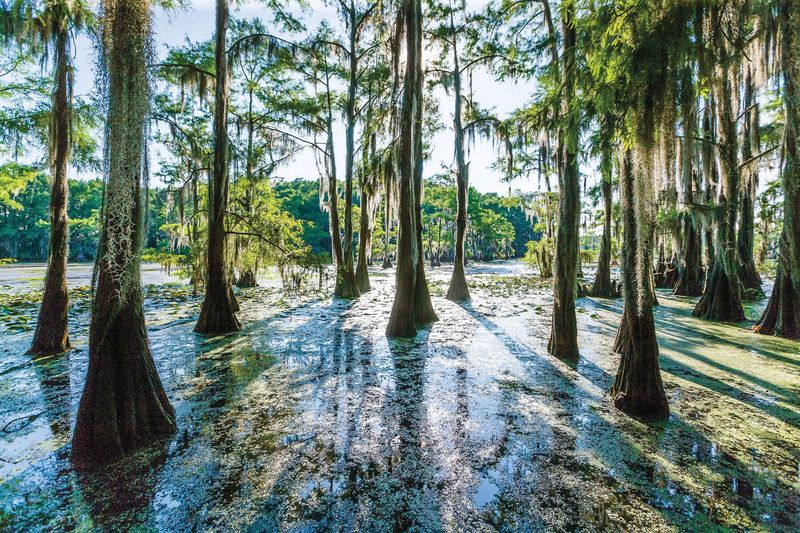 Caddo Lake's Clean Cypress Sanctuary
