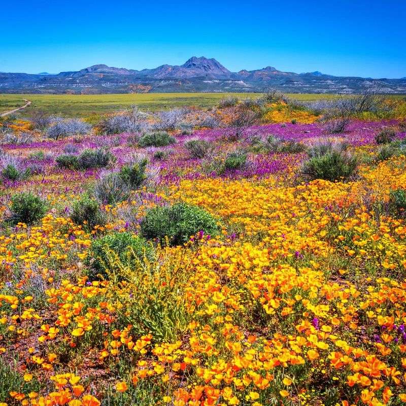 Desert Bloom in the Southwest
